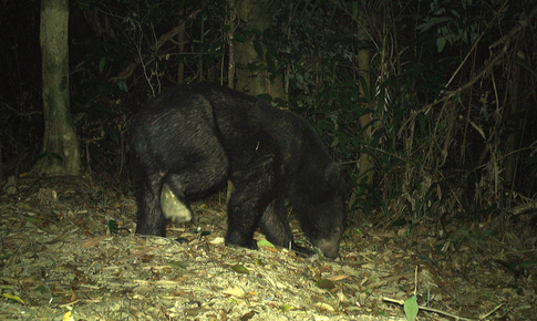 Quảng Trị đầu tư tiền tỷ hỗ trợ phục hồi động vật hoang d&#227;