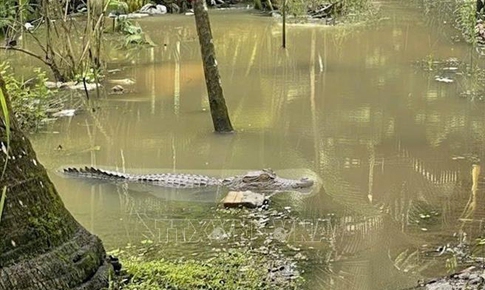 Cảnh b&#225;o người d&#226;n kh&#244;ng tắm s&#244;ng gần nơi xuất hiện h&#236;nh ảnh c&#225; sấu ở Cần Thơ