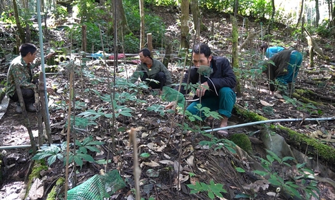 Đưa s&#226;m Ngọc Linh th&#224;nh sinh kế giảm ngh&#232;o cho đồng b&#224;o Xơ Đăng