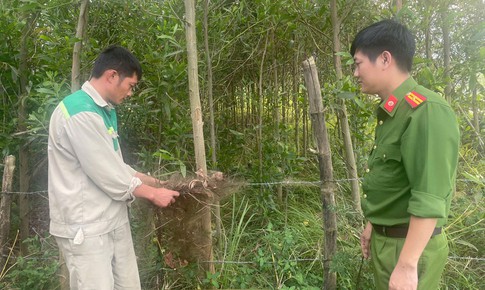 Giải cứu chim trời, thu giữ h&#224;ng chục ngh&#236;n m&#233;t lưới tận diệt