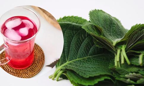 T&#225;c dụng của l&#225; t&#237;a t&#244; v&#224;o m&#249;a lạnh v&#224; 4 nh&#243;m người cần lưu &#253;