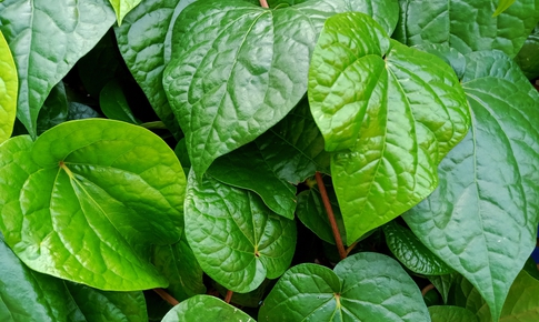 C&#225;ch d&#249;ng l&#225; trầu kh&#244;ng tốt cho sức khỏe