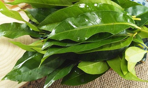 N&#234;n d&#249;ng l&#225; vối tươi hay kh&#244; l&#224; tốt nhất?