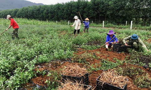 Khởi sắc kinh tế v&#249;ng cao nhờ c&#226;y dược liệu gi&#225; trị