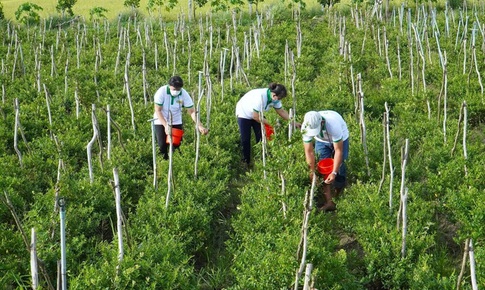Ph&#225;t triển dược liệu dựa tr&#234;n di sản: Động lực mới cho kinh tế địa phương