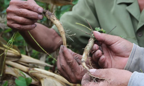 C&#225;c tỉnh miền n&#250;i ph&#237;a Bắc chuyển dịch cơ cấu, đưa dược liệu chịu lạnh th&#224;nh sinh kế bền vững