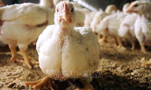 Bệnh nh&#226;n Mỹ nhập viện với chủng c&#250;m gia cầm chưa từng ghi nhận ở người