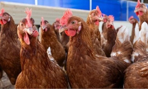 Mỹ ghi nhận ca tử vong đầu ti&#234;n do c&#250;m gia cầm H5N5
