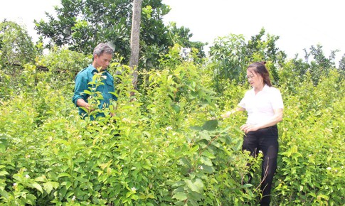 Đa dạng h&#243;a sinh kế, nghề trồng v&#224; chế biến dược liệu gi&#250;p b&#224; con tho&#225;t ngh&#232;o