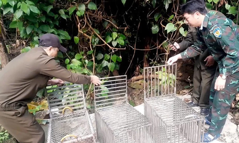 T&#225;i thả nhiều c&#225; thể linh trưởng qu&#253; hiếm về tự nhi&#234;n