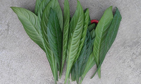 6 t&#225;c dụng kh&#244;ng ngờ của l&#225; xương s&#244;ng