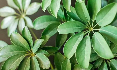 L&#225; ngũ gia b&#236; c&#243; t&#225;c dụng g&#236; với sức khỏe?