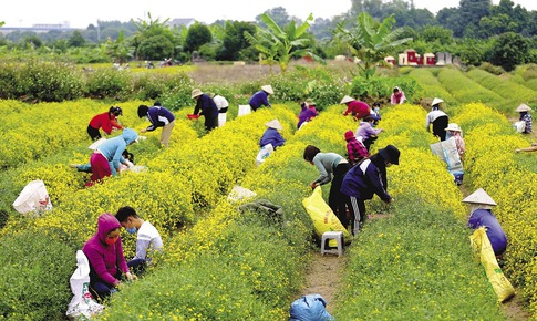 Hồi sinh tri thức thảo dược qua m&#244; h&#236;nh “l&#224;ng dược liệu” v&#249;ng cao