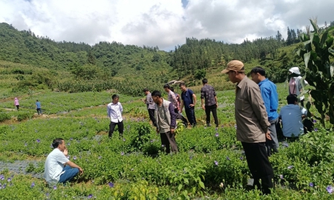 N&#226;ng cao nhận thức về trồng, thu h&#225;i, v&#224; bảo tồn dược liệu đ&#250;ng c&#225;ch