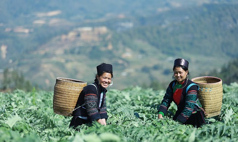 Di sản y học H&#39;M&#244;ng từ thảo dược n&#250;i đ&#225;