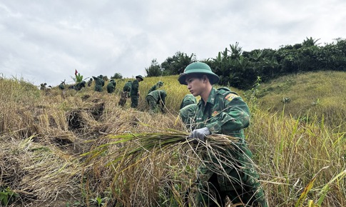 Chạy đua với thời gian giữ hạt l&#250;a trước b&#227;o số 13