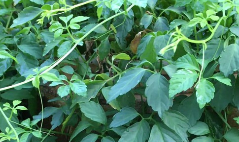 Giảo cổ lam: Tri thức bản địa Ho&#224;ng Li&#234;n Sơn v&#224; gi&#225; trị y học hiện đại