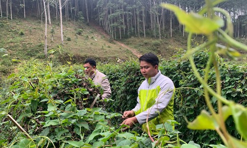Giữ g&#236;n văn h&#243;a, ph&#225;t triển dược liệu: Hướng đi mới của tỉnh Ninh B&#236;nh