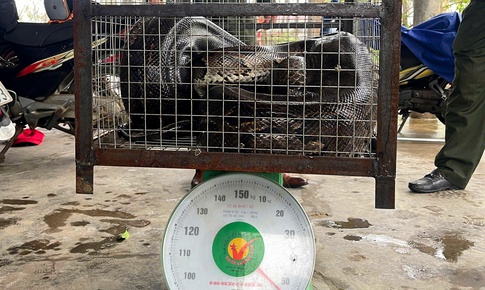 Li&#234;n tiếp ph&#225;t hiện động vật qu&#253; hiếm b&#242; v&#224;o vườn nh&#224; d&#226;n