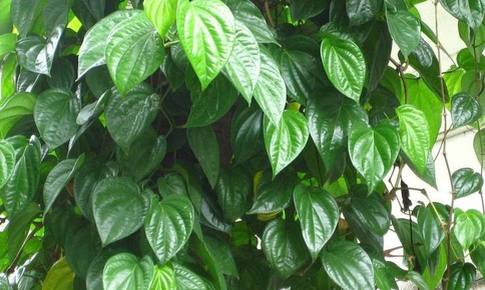 Lá trầu không có tác dụng chữa bệnh gì?