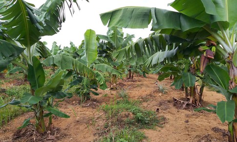 TP Huế: Người dân vùng cao thoát nghèo nhờ trồng chuối già lùn