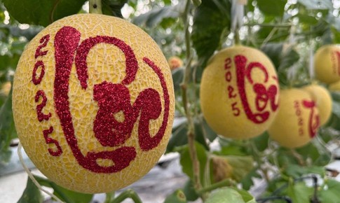 Những loại trái cây tạo hình lạ nào sẽ xuất hiện trên thị trường Tết 2026?