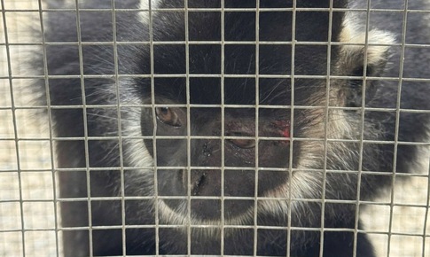 Đặt bẫy bắt linh trưởng quý hiếm thường kiếm ăn ở khu dân cư