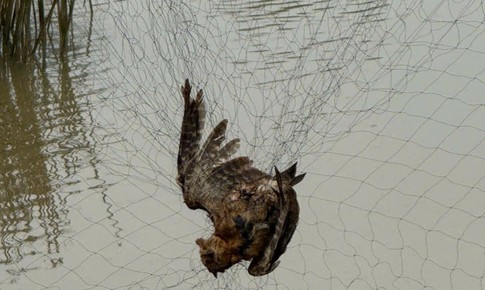 Ti&#234;u hủy hơn 15.000m lưới bẫy chim trời ở Huế