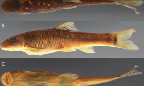 Cá và ong Việt Nam nằm trong số 70 loài sinh vật mới của năm 2025