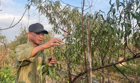 Vườn đào Nhật Tân, mùa 'canh Tết'