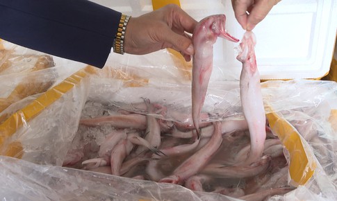 Thu giữ hơn 10 tấn cá khoai sử dụng chất cấm cực độc