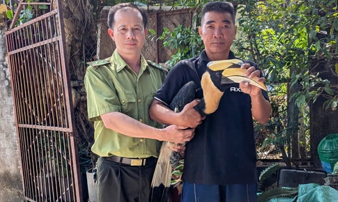 Người dân TP Hồ Chí Minh tự nguyện bàn giao chim hồng hoàng quý hiếm