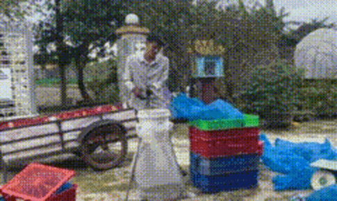 Phát hiện vụ vận chuyển trái phép gần 1 tấn rắn cực độc