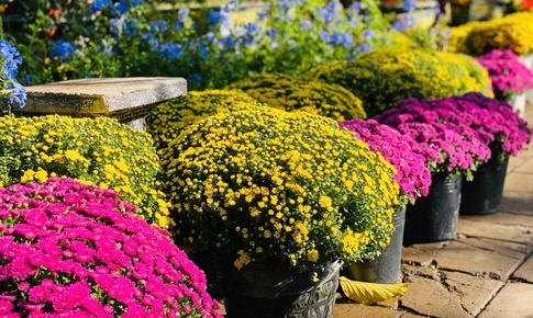 Năm thiên tai bão lũ lịch sử, thị trường hoa Tết sẽ diễn biến thế nào?