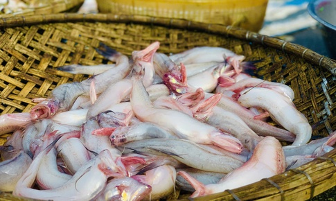 Phát hiện nhiều mẫu cá cháo chứa chất cấm tại các chợ dân sinh