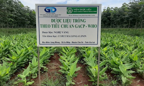 Bảo tồn để phát huy nguồn lực dược liệu quốc gia