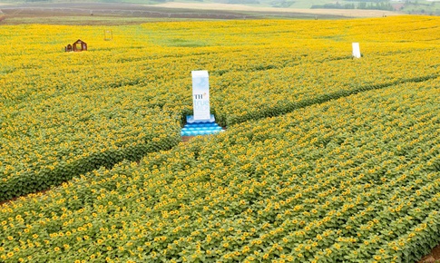 Từ cánh đồng hướng dương đến khát vọng phụng sự vì tầm vóc Việt của TH true MILK