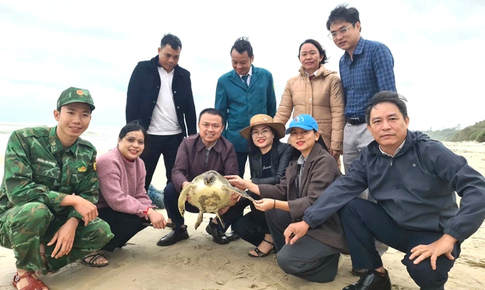 Rùa quý hiếm được gắn "mã định danh" và thả về biển