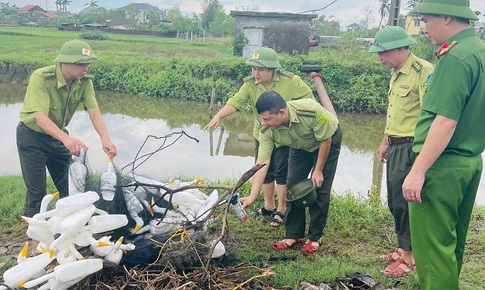 Nghệ An đồng loạt truy qu&#233;t, chặn đứng nạn tận diệt chim hoang d&#227;