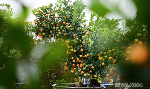 Độc lạ quất mộc căn tạo dáng ngựa