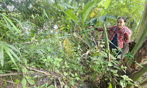 Bờ s&#244;ng sạt lở nghi&#234;m trọng uy hiếp nh&#224; cửa, đất sản xuất của người d&#226;n sau mưa b&#227;o