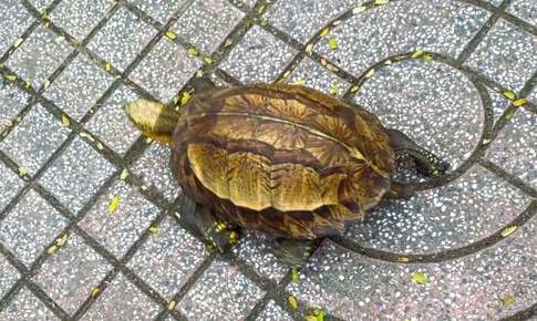 Thấy rùa hộp trán vàng quý hiếm trên đường, người dân nộp cho công an