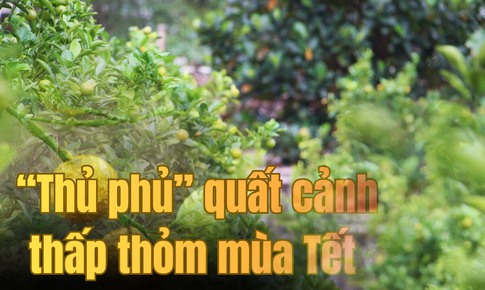 &#39;Thủ phủ&#39; quất cảnh miền Trung thấp thỏm m&#249;a Tết v&#236; dịch bệnh, thời tiết