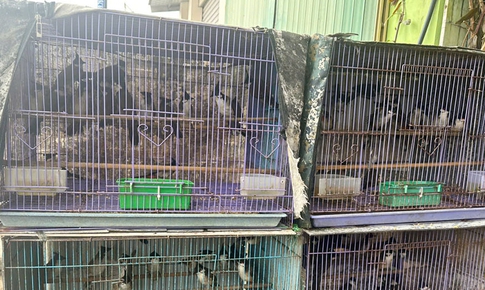 Ph&#225;t hiện cửa h&#224;ng nu&#244;i, nhốt h&#224;ng trăm c&#225; thể động vật hoang d&#227; tr&#225;i ph&#233;p