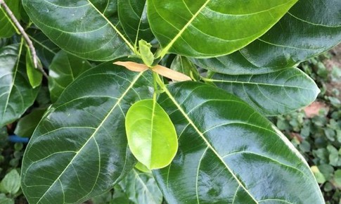 5 c&#225;ch d&#249;ng l&#225; m&#237;t chữa bệnh