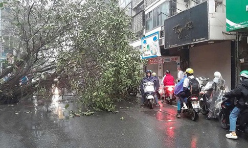 C&#226;y đa cổ thụ đổ chắn ngang phố Bạch Mai giờ cao điểm g&#226;y &#249;n tắc cục bộ