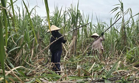 Người trồng m&#237;a với nỗi lo mất m&#249;a, giảm gi&#225;