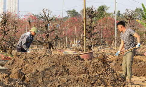 Sau Tết Nguy&#234;n đ&#225;n, đ&#224;o cổ c&#243; gi&#225; h&#224;ng chục triệu đồng được thu gom trở lại vườn, bắt đầu h&#224;nh tr&#236;nh hồi sinh