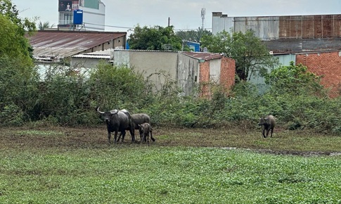 TP Hồ Ch&#237; Minh: Hai người đ&#224;n &#244;ng bị tr&#226;u h&#250;c bị thương do chọc ghẹo