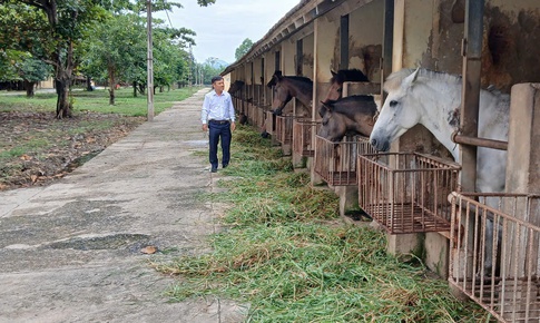 Cận cảnh nơi nu&#244;i ngựa… cứu người